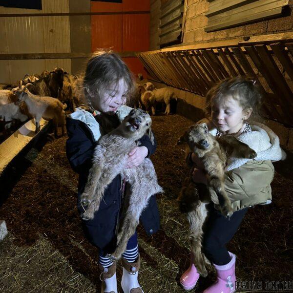 Фермерская жизнь Джиоевых: семья, хозяйство и Instagram