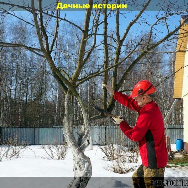 Февральские работы в саду и огороде