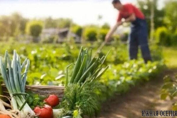 Что посеять в июле, чтобы успеть получить…